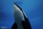 9216 - Kiska 9216 - Kiska