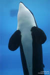 9217 - Kiska 9217 - Kiska