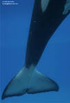 9220 - Kiska 9220 - Kiska