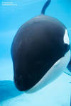 9245 - Kiska checking things out. 9245 - Kiska checking things out.
