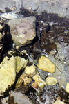 See the baby fishies? (opaleye) See the baby fishies? (opaleye)