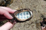 The colors on the underside of this giant chiton shell were seriously some of the most beautiful blues and greens I've ever seen. Unfortunately, the camera is never as good as the eye. The colors on the underside of this giant chiton shell were seriously some of the most beautiful blues and greens I've ever seen. Unfortunately, the camera is never as good as the eye.
