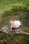 The remains of a crab who is no longer with us. The remains of a crab who is no longer with us.