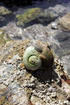 Janice took a picture of the shell for me, as I was rather wet. I love the green color - it just feels like something ancient. And the two chitons on it are cute. Janice took a picture of the shell for me, as I was rather wet. I love the green color - it just feels like something ancient. And the two chitons on it are cute.