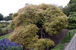 I love this tree I love this tree