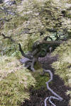Same tree =) Same tree =)