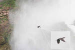 Just following a bird with the zoom lens. Just following a bird with the zoom lens.
