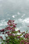 I liked the flowers with the water behind it. I liked the flowers with the water behind it.