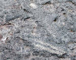 Steven found these fossils in the wall Steven found these fossils in the wall