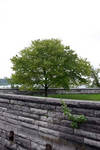 The tree made me happy. Thus the picture. The tree made me happy. Thus the picture.