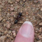Ants are ridiculously large in CO Ants are ridiculously large in CO