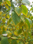 Changing leaves =) Changing leaves =)
