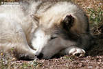 Raven napping Raven napping