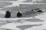2otters 2otters