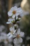 Blossoms on a tree. Blossoms on a tree.
