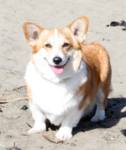LC, a cute corgi on the beach. =D LC, a cute corgi on the beach. =D