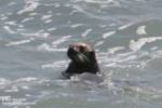 An otter checks out the hot seal on seal action. An otter checks out the hot seal on seal action.