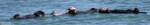 A raft of otters in Morro Bay =D A raft of otters in Morro Bay =D