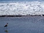 Ocean & bird with very long beak. Ocean & bird with very long beak.