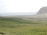 More cows by the sea! More cows by the sea!