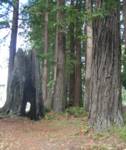 The UCSC Tree. The UCSC Tree.