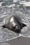 Another male contemplates coming up on the beach. Another male contemplates coming up on the beach.