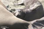 An elephant seal pup. An elephant seal pup.