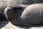 One of the elephant seals scratching an itch. One of the elephant seals scratching an itch.