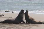 Two males have a standoff. The guy on the left won. Two males have a standoff. The guy on the left won.