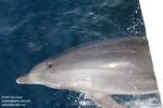 Bottlenose Bottlenose