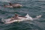 Some dolphins with their calves Some dolphins with their calves