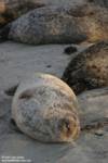 Cute seal tongue Cute seal tongue