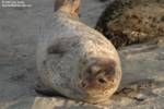 Being sealy. Being sealy.