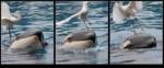A bird changes his mind about flying near Kalia A bird changes his mind about flying near Kalia