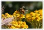 A bee =) A bee =)