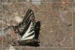 butterfly-flirting butterfly-flirting
