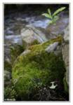 A moss covered rock in a small creek near our campsite A moss covered rock in a small creek near our campsite
