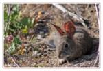 rabbit-resting rabbit-resting