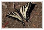 swallowtail swallowtail