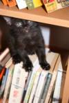 spooky-books spooky-books