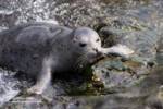 seal-haulout2 seal-haulout2