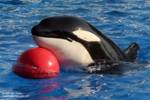 kalia-ball kalia-ball