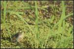Find the frog =D Find the frog =D