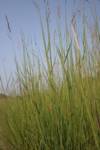 Grasses in Mongolia Grasses in Mongolia