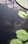 Lilypads Lilypads