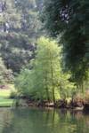 treesandlake treesandlake