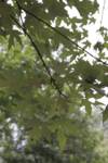 leaves leaves