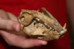 A random person at a party suggested it was the skull of an opossum A random person at a party suggested it was the skull of an opossum