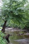tree + creek = joy tree + creek = joy