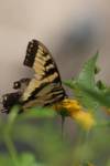 ghettobutterfly ghettobutterfly